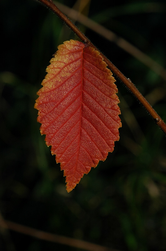 Scopriamo l''autunno